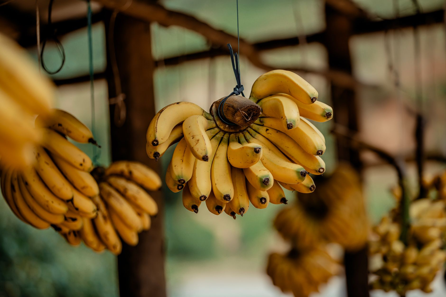 Bananas