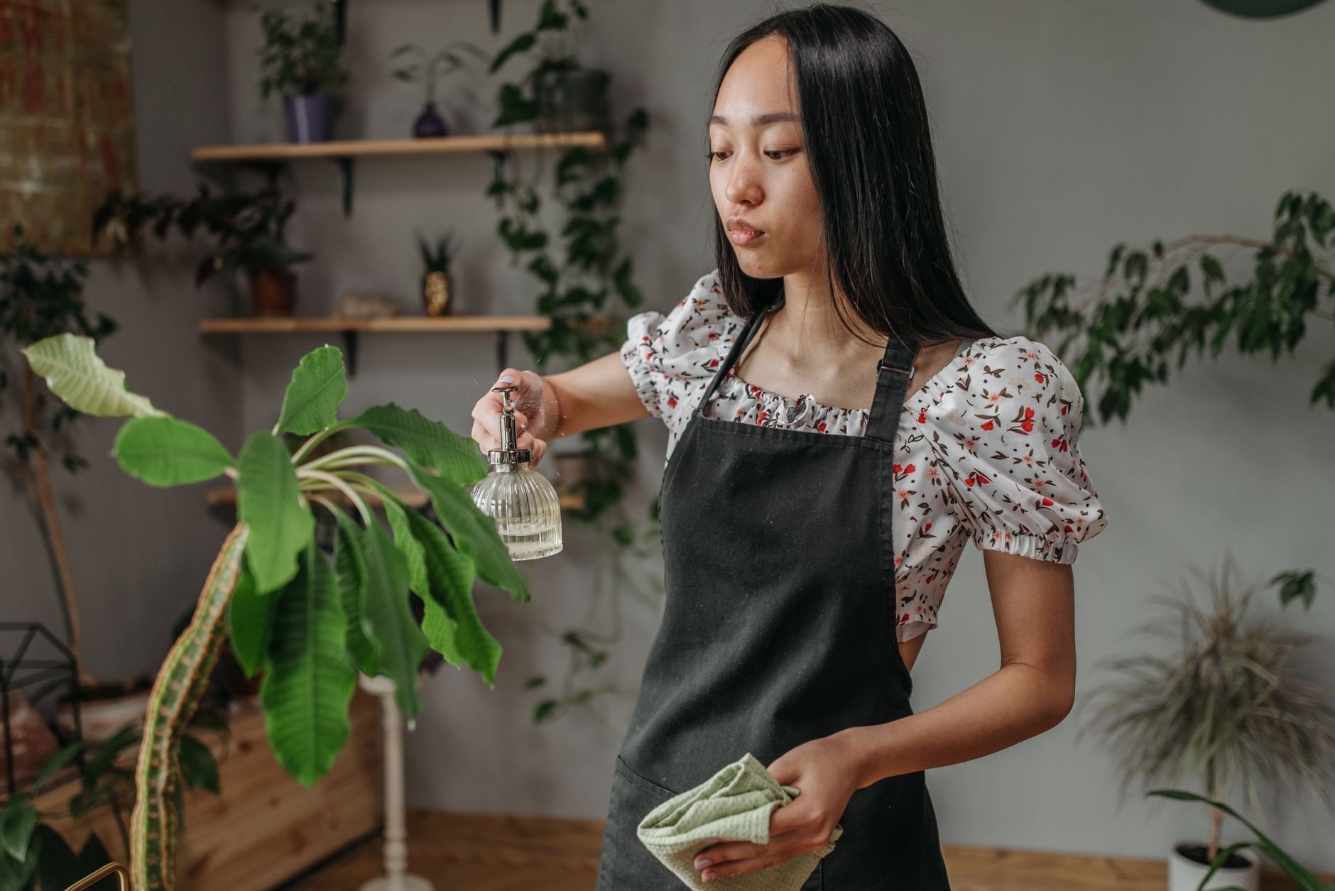 Keeping Houseplants