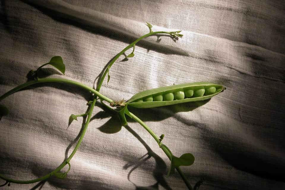 Peas