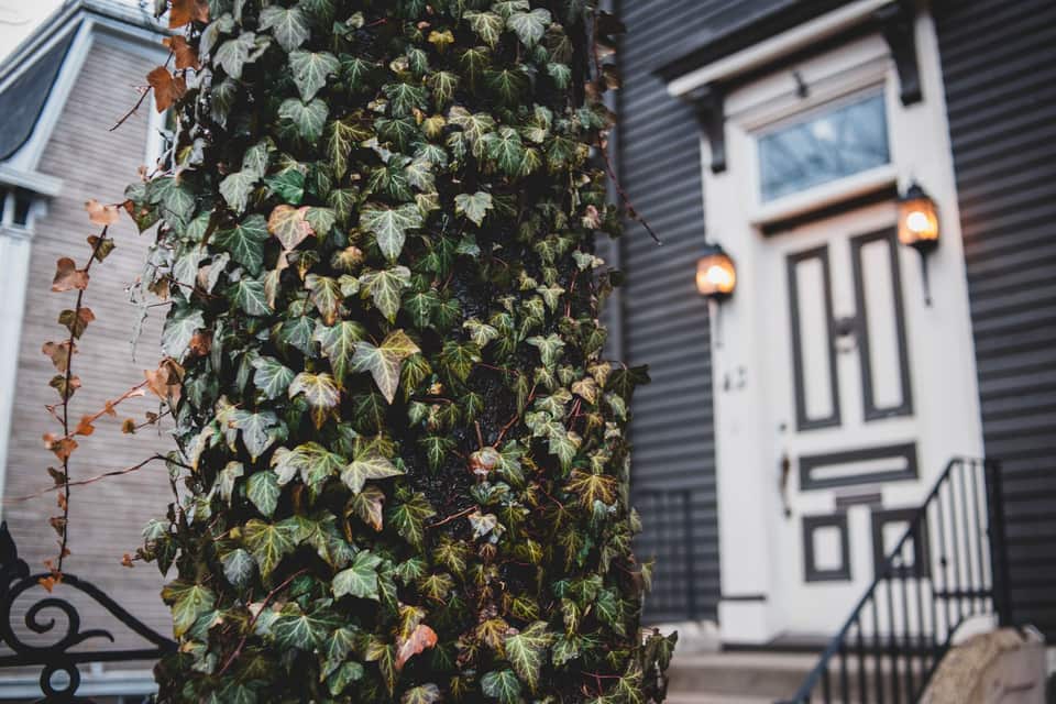 The Ivy