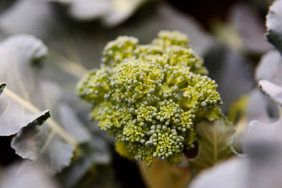 Overcooked broccoli