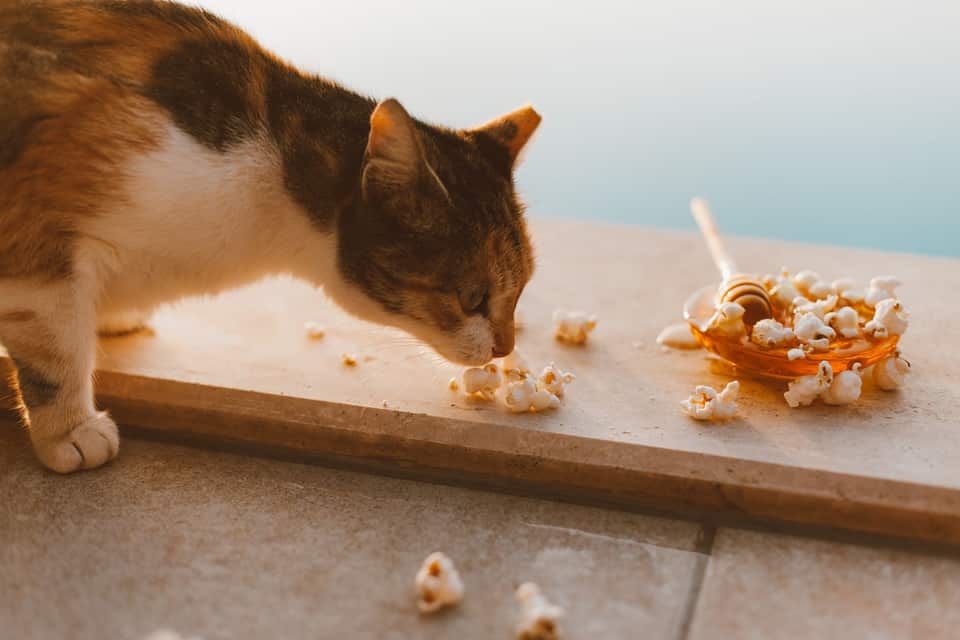 Popcorn hulls in teeth